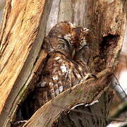 Tawny Owl