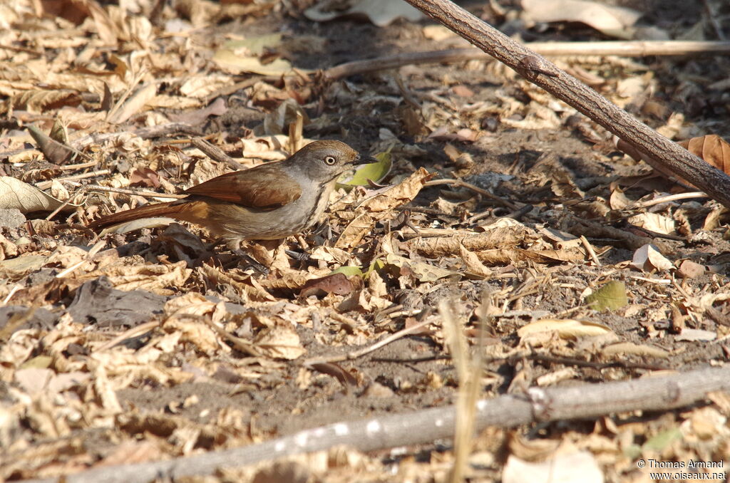 Collared Palm Thrushadult