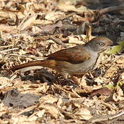 Collared Palm Thrush