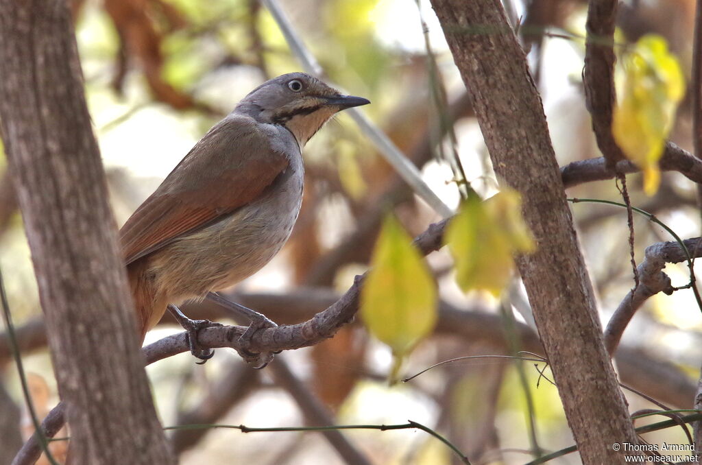 Collared Palm Thrushadult