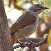 Collared Palm Thrush