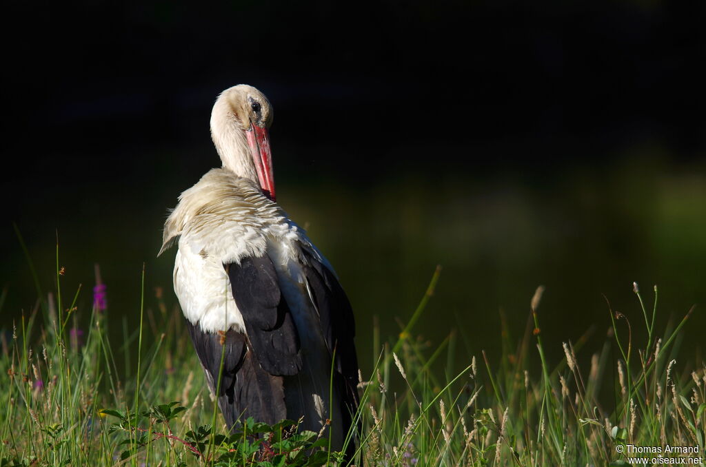 White Stork