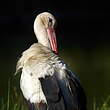 Cigogne blanche