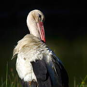 Cigogne blanche