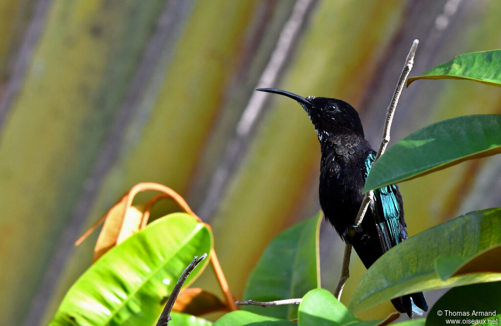 Purple-throated Carib