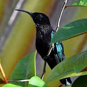 Purple-throated Carib