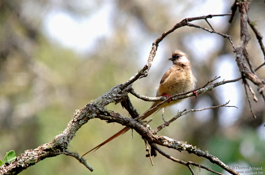 Speckled Mousebird