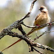 Speckled Mousebird