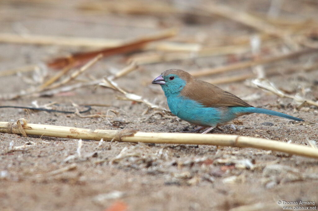 Blue Waxbilladult