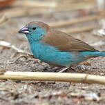 Cordonbleu de l'Angola