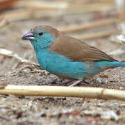 Cordonbleu de l'Angola