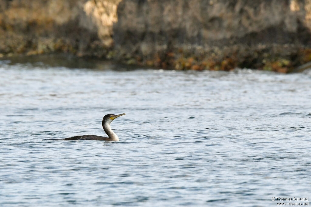 European Shag