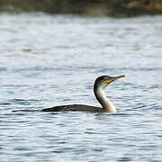 European Shag