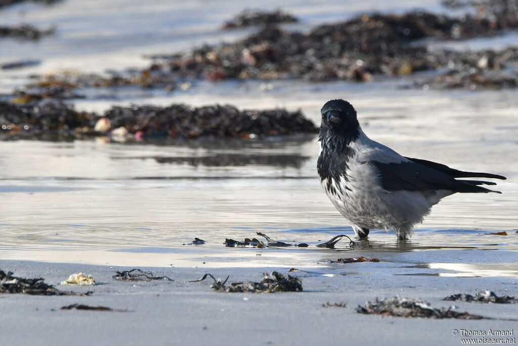 Hooded Crow