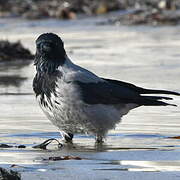 Hooded Crow