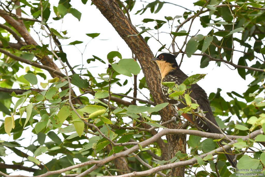 Great Spotted CuckooFirst year