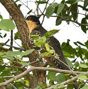 Great Spotted Cuckoo