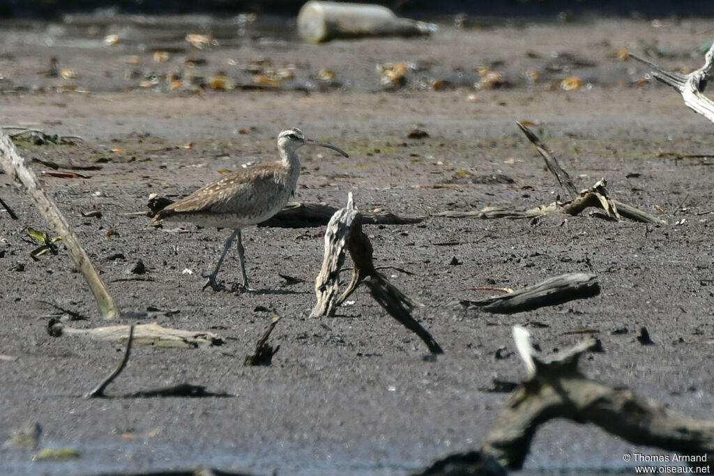 Hudsonian Whimbrel