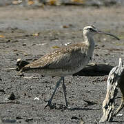 Hudsonian Whimbrel