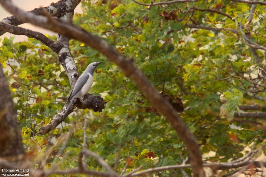 Échenilleur à ventre blanc, identification