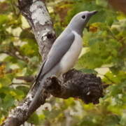 White-breasted Cuckooshrike