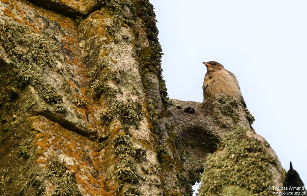 Rosy Starling