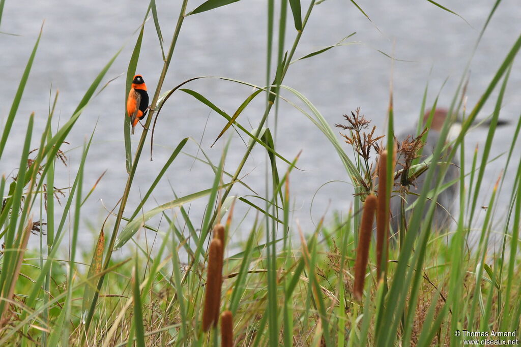 Southern Red Bishop