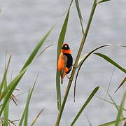 Southern Red Bishop