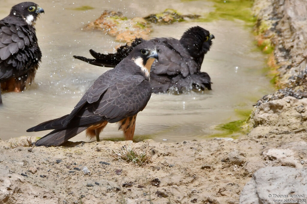 Eleonora's Falcon