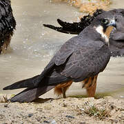 Eleonora's Falcon