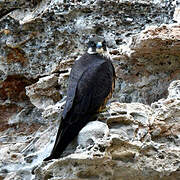 Eleonora's Falcon