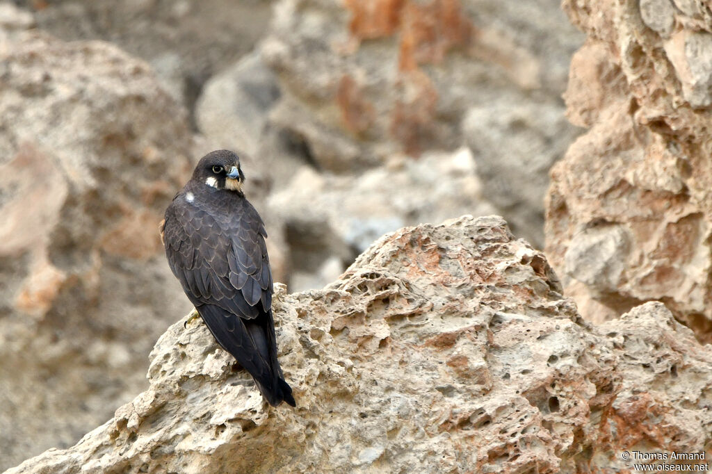 Eleonora's Falcon