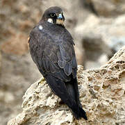 Eleonora's Falcon