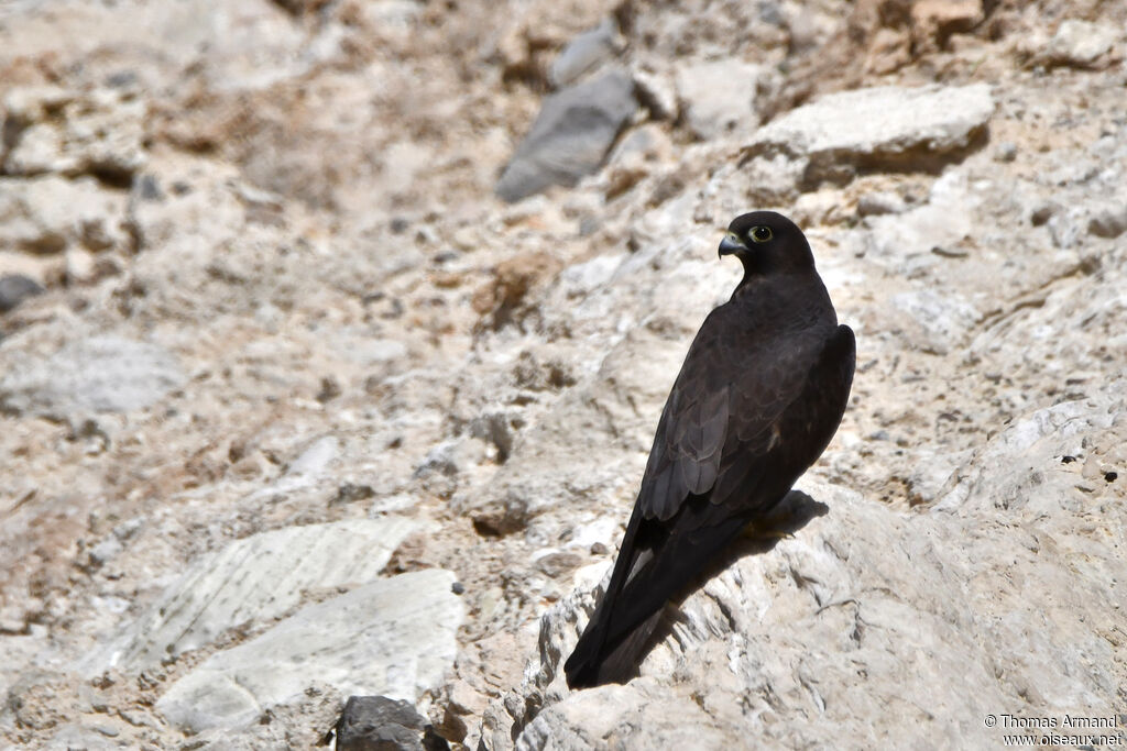 Eleonora's Falcon