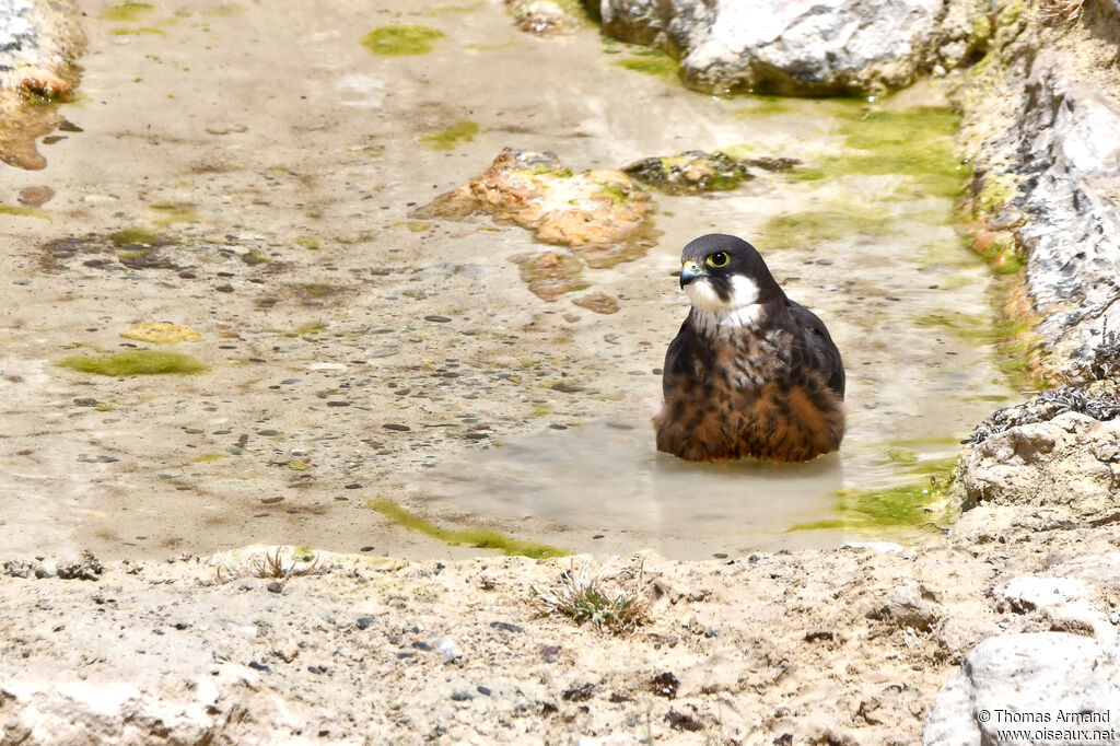 Eleonora's Falcon