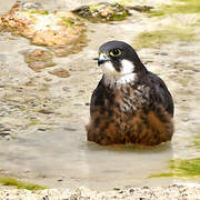 Eleonora's Falcon