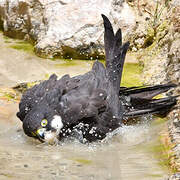 Eleonora's Falcon