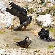 Eleonora's Falcon