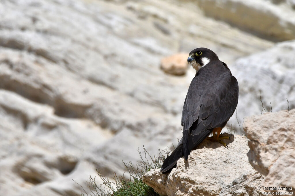 Eleonora's Falcon