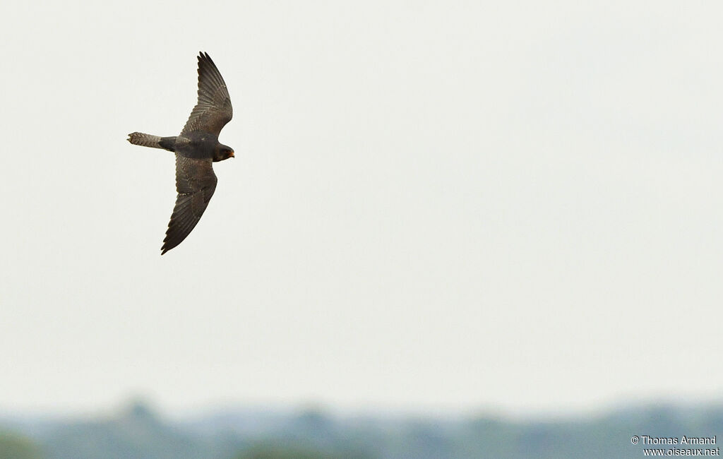 Red-footed Falcon