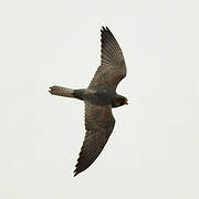 Red-footed Falcon