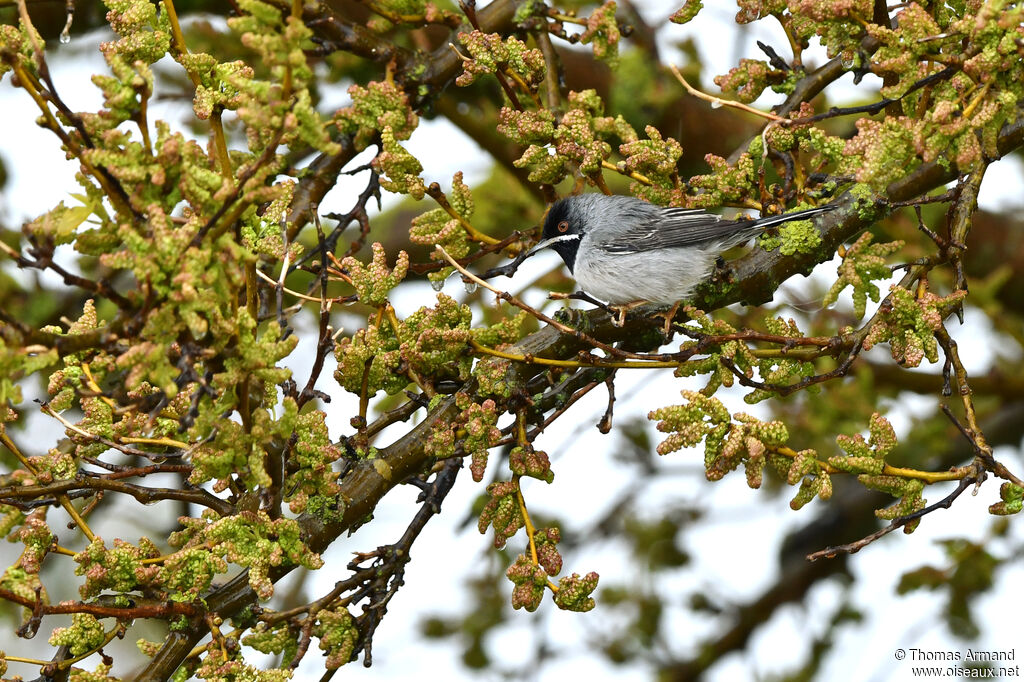 Rüppell's Warbler