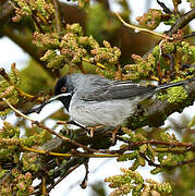 Rüppell's Warbler