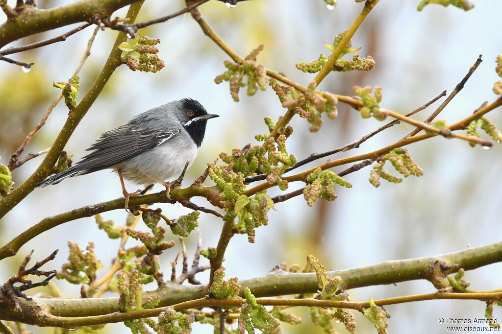 Rüppell's Warbler