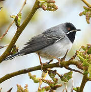 Rüppell's Warbler