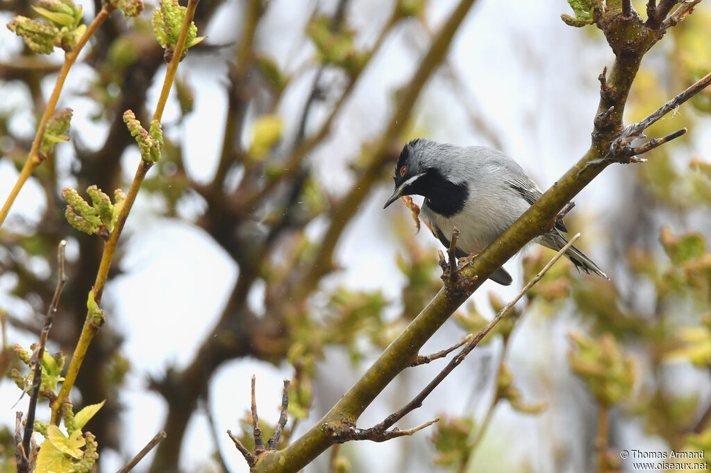 Rüppell's Warbler