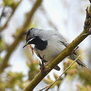 Rüppell's Warbler