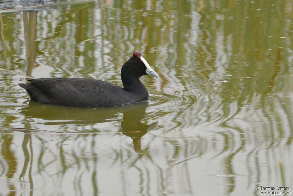 Red-knobbed Coot