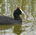 Foulque caronculée