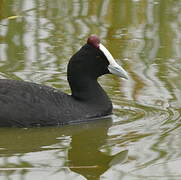 Red-knobbed Coot